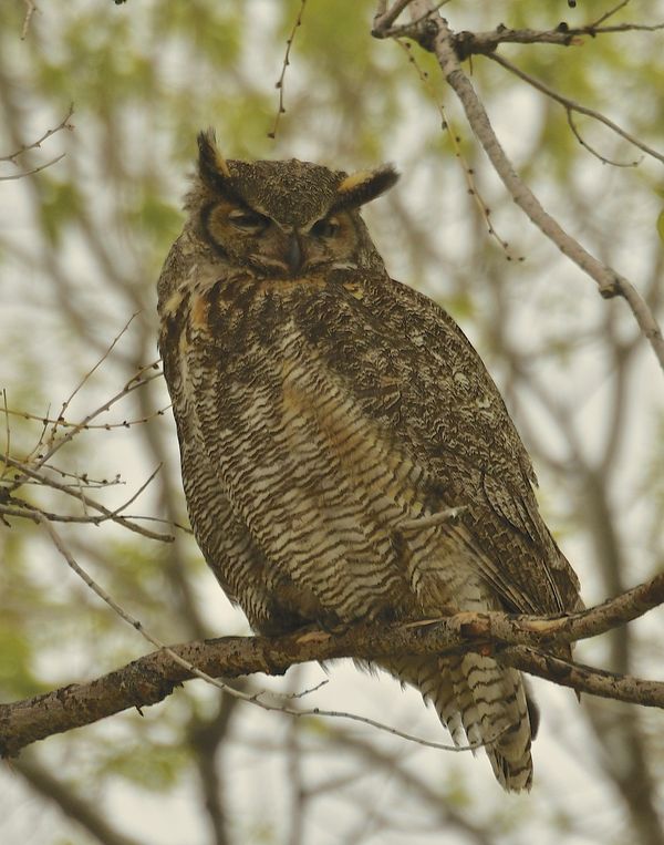 Great Horned Owl near its nest...