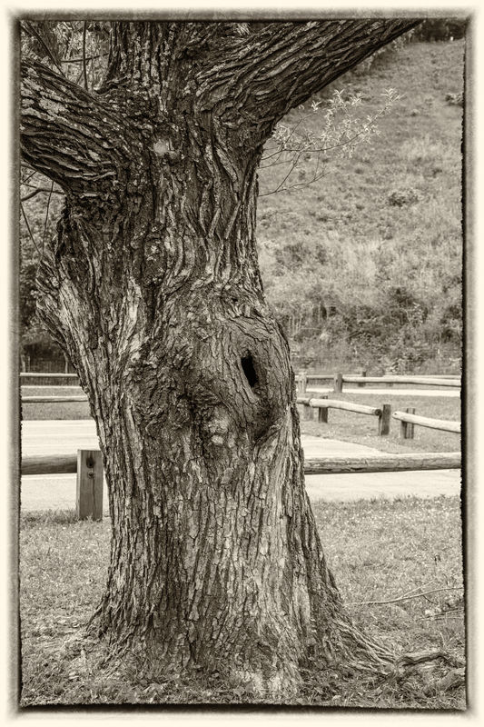 Just an old tree I thought was neat...