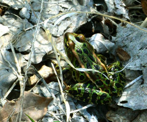 Northern Leopard Frog:  These little guys (about 2...