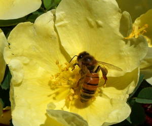 Backyard nature- bees abuzzin' on newly popped flo...