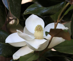 A Closeup of my Neighbor's Magnolia bloom hanging ...