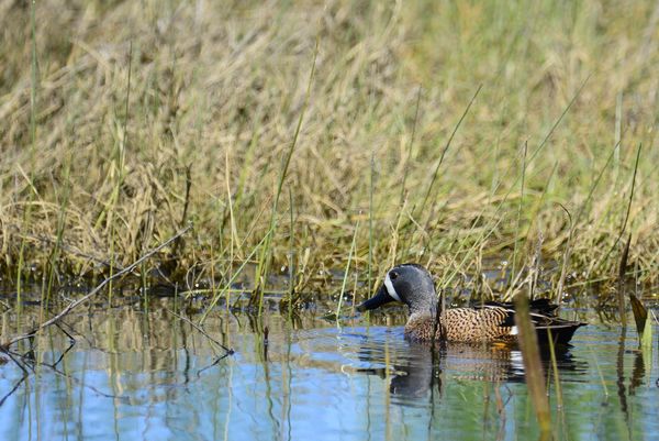 Understated Elegance: Blue Wing Teal Have Always Been One Of My 