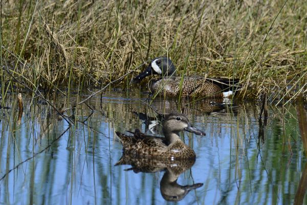 Understated Elegance: Blue Wing Teal have always been one of my ...