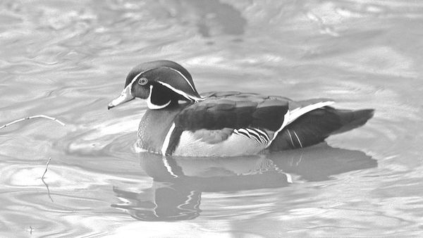Wood duck at Beus Pond...