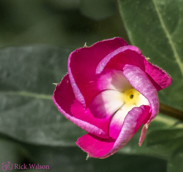 Backyard flower...