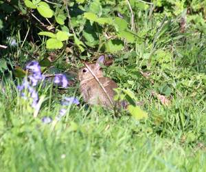 Rabbit hiding behind bluebells...