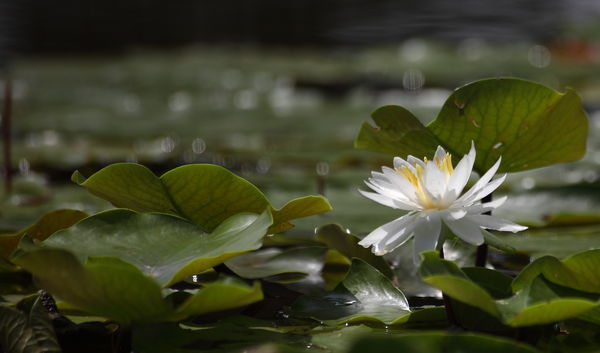 Flower on Water...