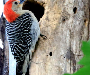 Our Backyard Redbellied Woodpecker....
