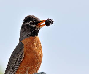 A Robin helps itself to a Mulberry for desert. Sat...