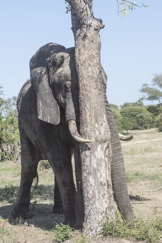This is how an elephant scratches his nose...