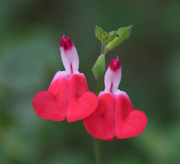 Very tiny flowers - Hot Lips Salvia...
