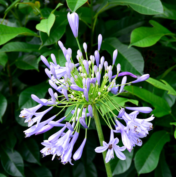 This year's first Agapanthus flower - Lily of the ...