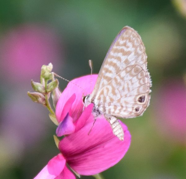 Tiny female Cassius Blue Butterfly nestled in smal...