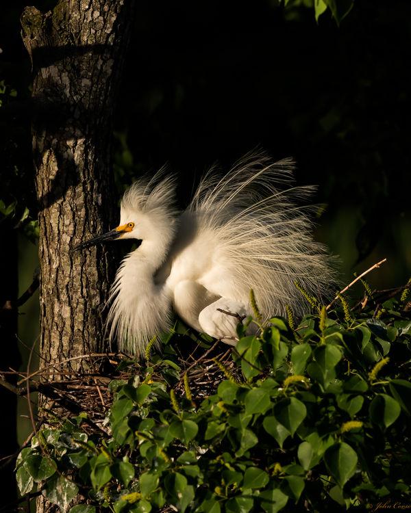 Snowy Egret guards her nest...