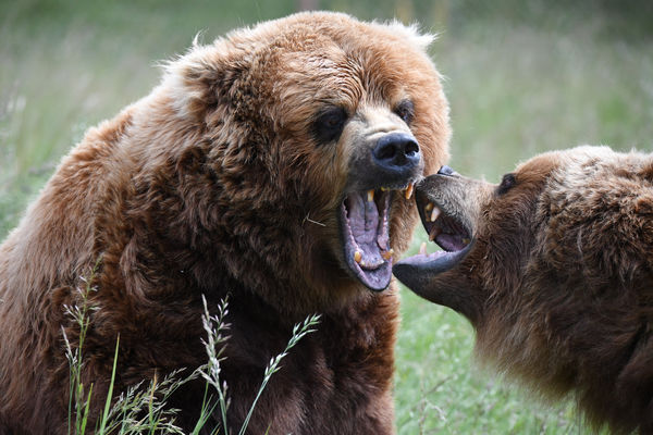Grizzly bears Wildlife Safari in Winston Oregon...