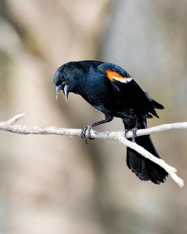 Male Red-winged Blackbird...