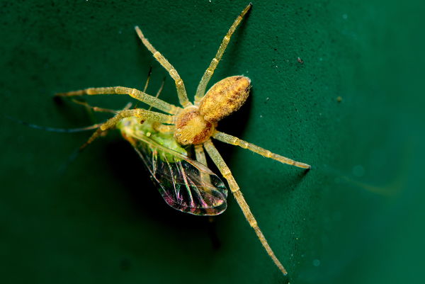Oops, dinner for running Crab spider...