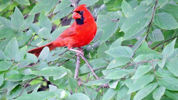 Triple Tree Cardinal cardinal in a tree: