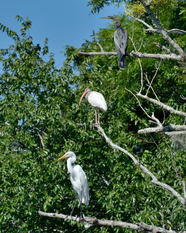 Egret, Ibis and Anhinga all on the same tree high ...