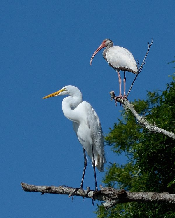 The same Egret and Ibis-the Anhinga was still ther...