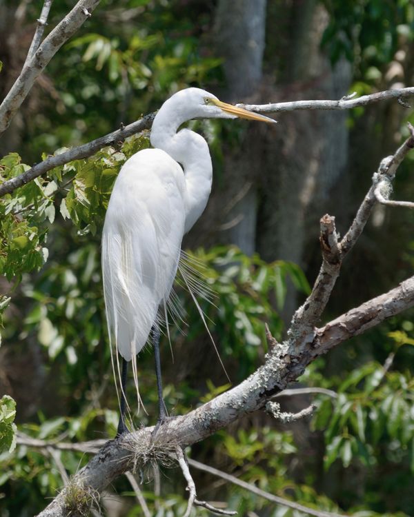 A dignified Egret...