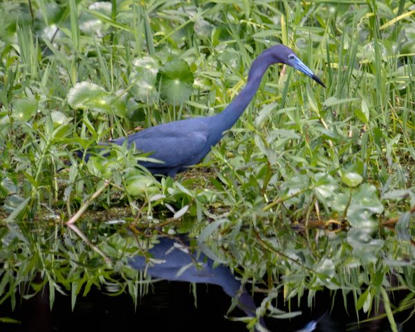 Little Blue Heron hoping to catch a fish!...