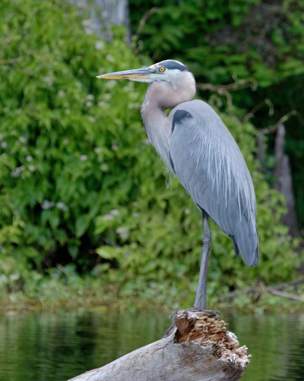 Great Blue Heron out in the river on a log....