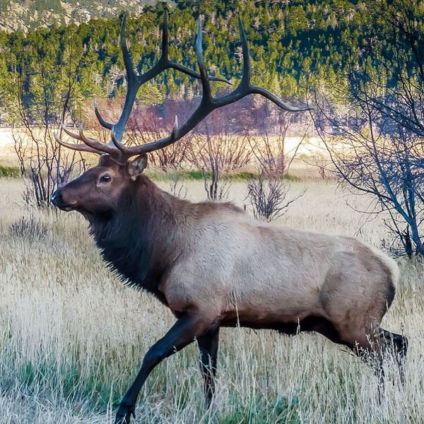 Rocky Mountain National Park: Elk...