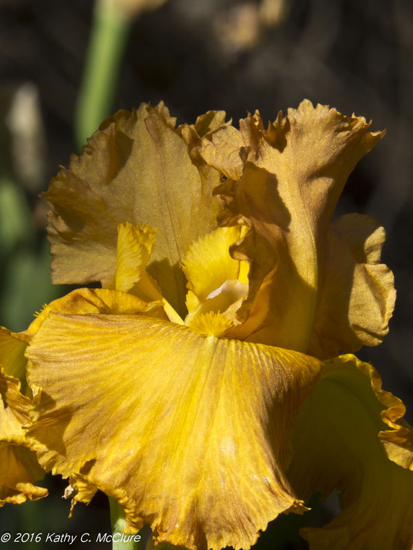A butterscotch yellow iris...