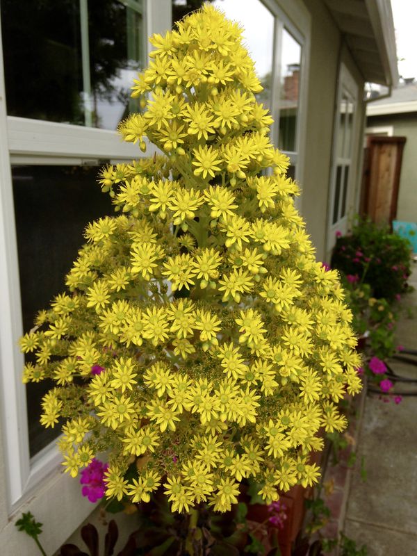 anybody ever see a yellow Christmas Tree???  Only ...