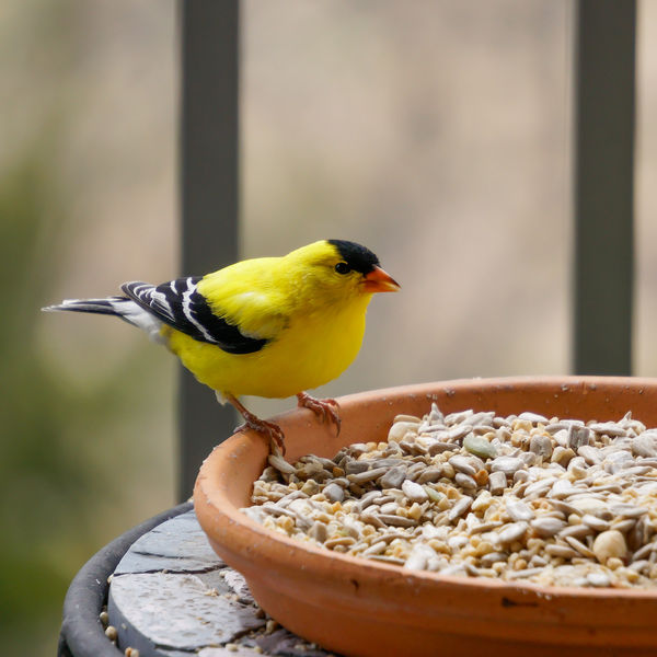 Goldfinch at the feeder....