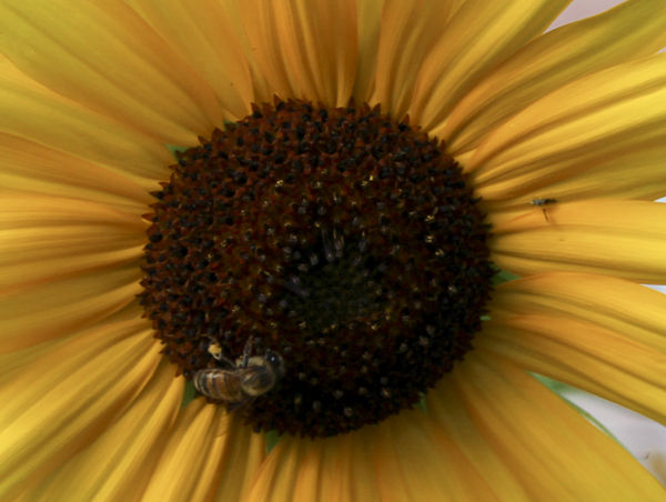 sunflower with bee...
