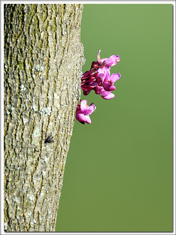Red Bud...
