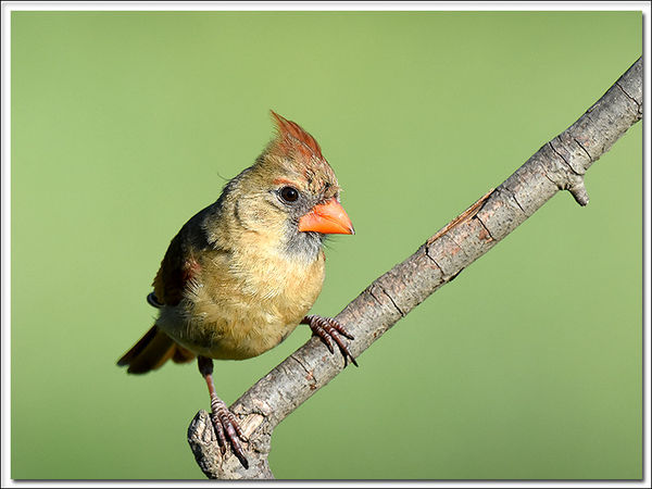 Female or Young Cardinal ??...