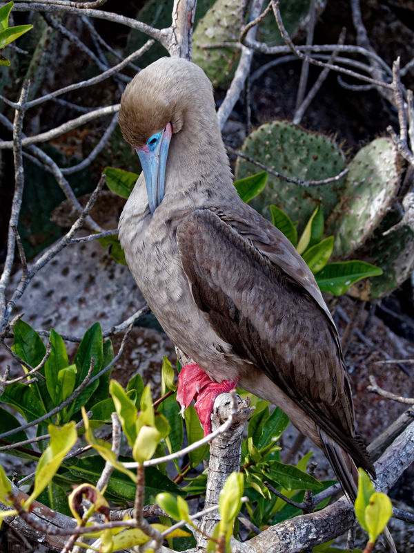 Red footed Booby (Galapagos)...