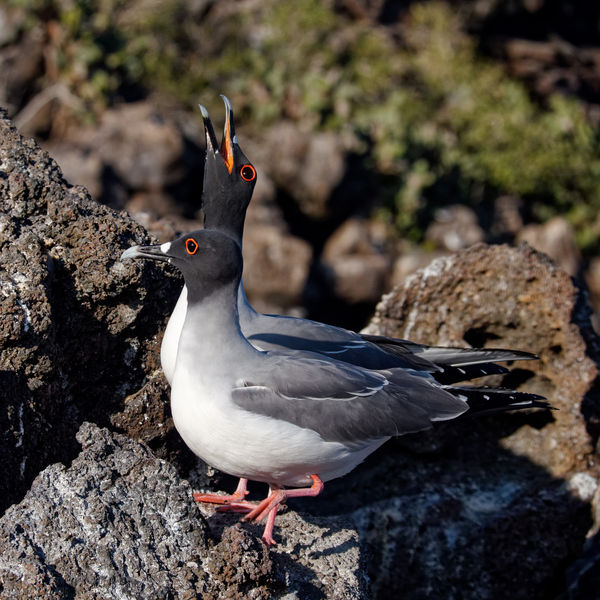 Lava gull pair (Galapagos...