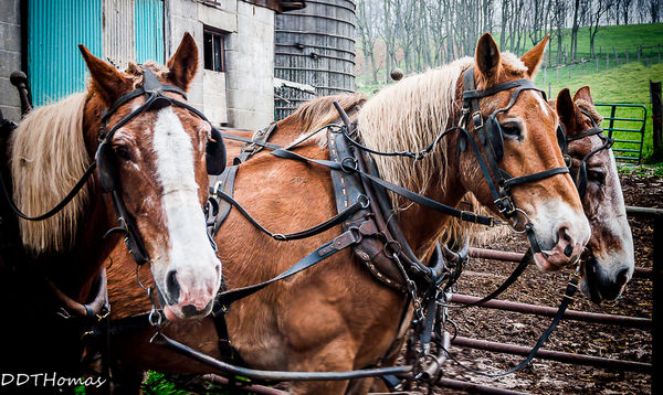 Amish horse team...