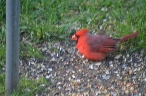 Cardinal in for last feeding...