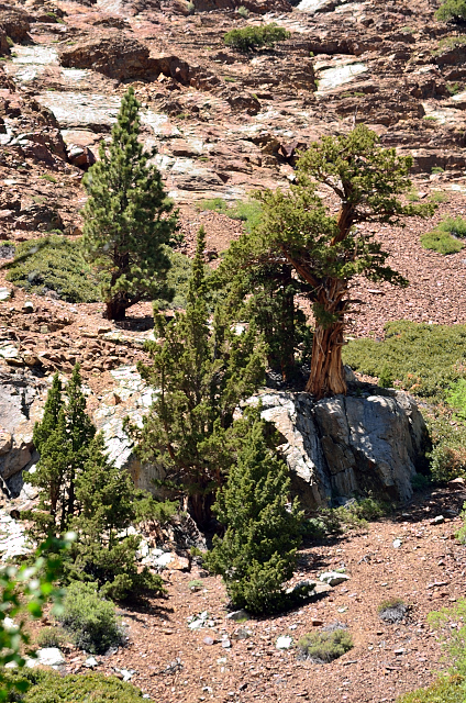 Bristle Cone pine growing from a rock...