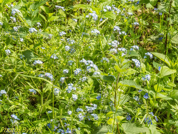 More forget-me-nots...