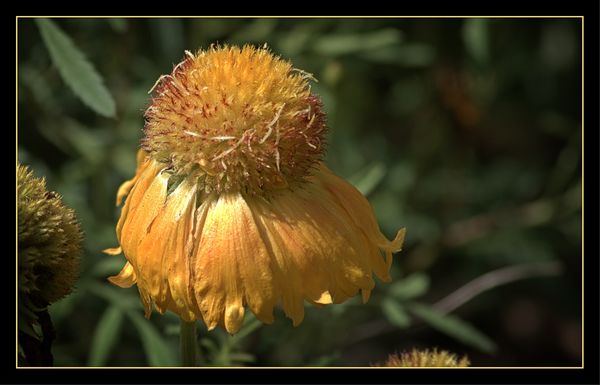Yellow cone flower...