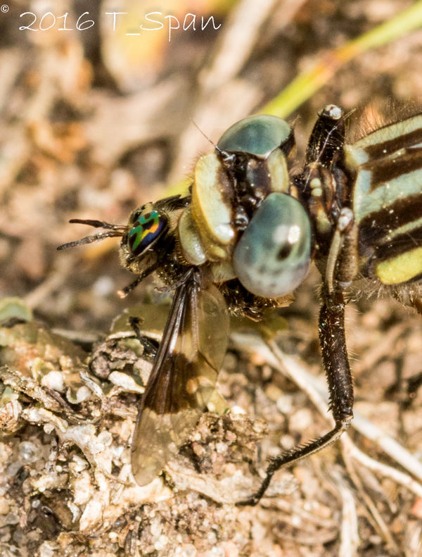Deer fly eyes are very interesting. They have vari...