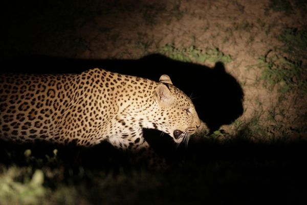 Leopard on the nightly prowl...