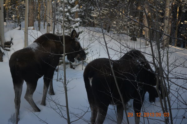 Moose out our back bedroom window...