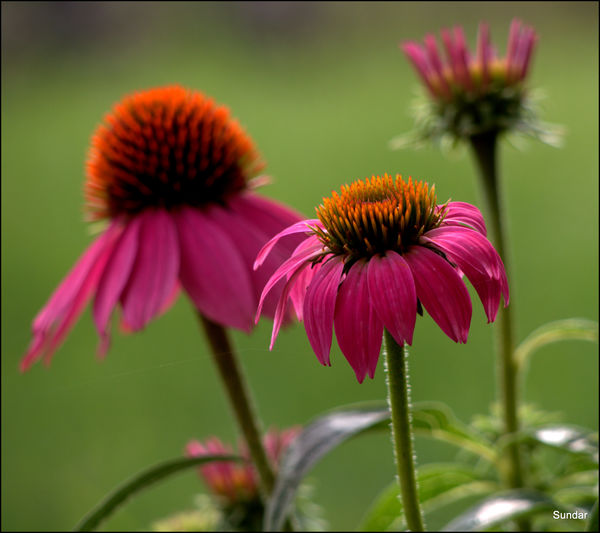Cone flower - Past, Present and Future...