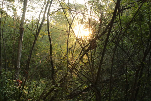 Sun through the branches...