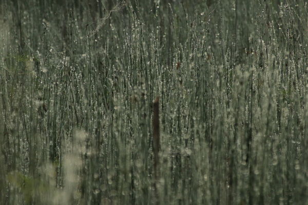 Dew on the Grasses...