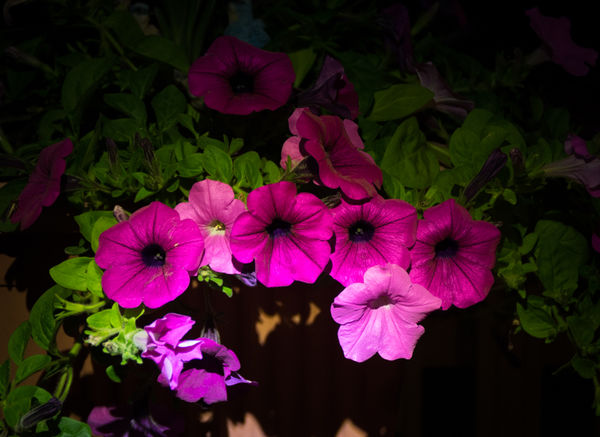 Painted my petunias with some light...