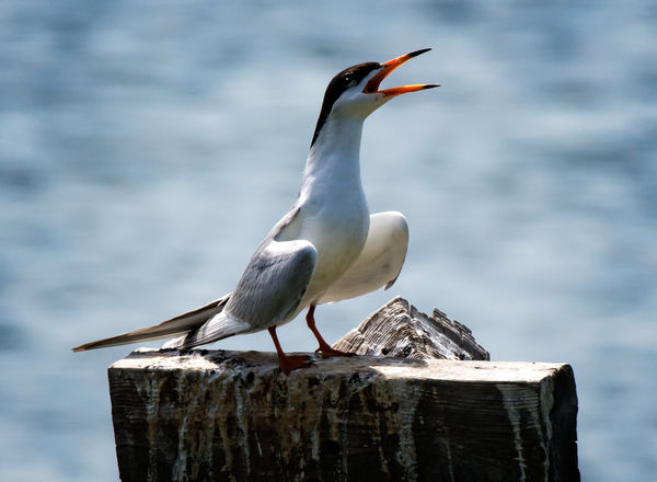 Forester's Tern...