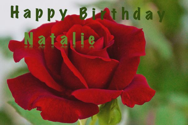 A pretty red rose on granddaughters birthday card....